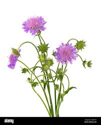 Image result for Knautia arvensis