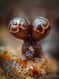 Attēlu rezultāti vaicājumam “Cribraria rufa stalked”