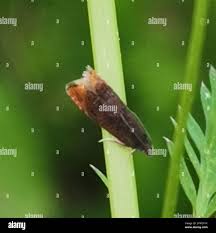 Attēlu rezultāti vaicājumam “Pammene rhediella”