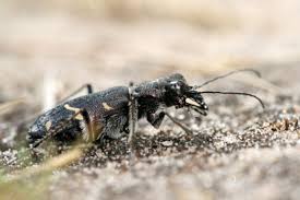 Attēlu rezultāti vaicājumam “Cicindela sylvatica”