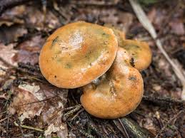 Attēlu rezultāti vaicājumam “Lactarius deterrimus”