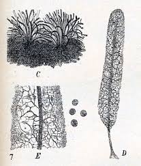 Attēlu rezultāti vaicājumam “myxomicetes”