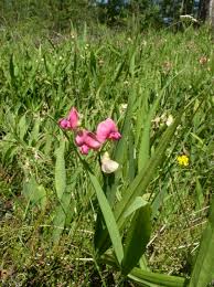 Attēlu rezultāti vaicājumam “Lathyrus sylvestris flower”