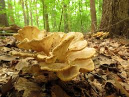 Attēlu rezultāti vaicājumam “Grifola frondosa”