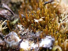 Attēlu rezultāti vaicājumam “Barbilophozia attenuata”