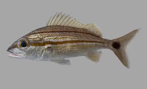 Image result for Haemulon aurolineatum