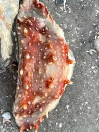 Image result for Lithodes maja