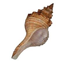 Image result for Triplofusus giganteus