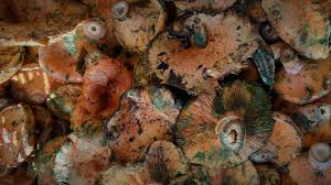 Attēlu rezultāti vaicājumam “Lactarius deliciosus”