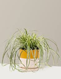 Attēlu rezultāti vaicājumam “Carex ornithopoda leaf”