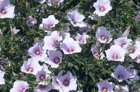 Image result for Nierembergia