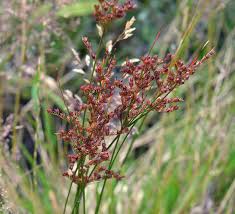 Attēlu rezultāti vaicājumam “Juncus stygius”