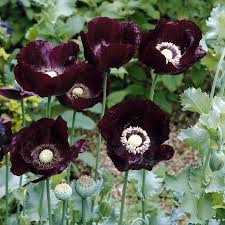 Attēlu rezultāti vaicājumam “Papaver”