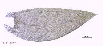 Attēlu rezultāti vaicājumam “Plagiothecium laetum”