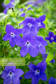 Image result for Browallia speciosa