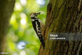 Attēlu rezultāti vaicājumam “Dendrocopos medius nest”