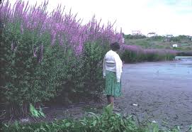 Image result for Lythrum salicaria