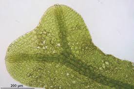 Attēlu rezultāti vaicājumam “Metzgeria furcata”