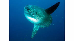 Image result for Mola mola