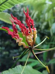 Attēlu rezultāti vaicājumam “Colchicaceae”