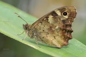 Attēlu rezultāti vaicājumam “Pararge aegeria”