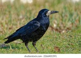 Attēlu rezultāti vaicājumam “Corvus frugilegus adult”