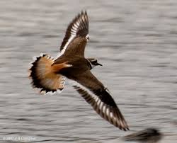 Image result for Charadrius vociferus