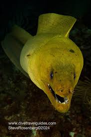 Image result for Gymnothorax funebris