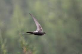 Image result for Apus pacificus