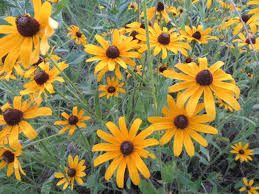 Attēlu rezultāti vaicājumam “Rudbeckia hirta var. pulcherrima flower”