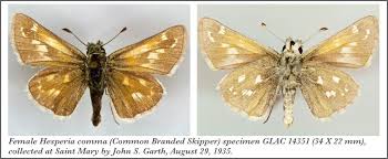 Attēlu rezultāti vaicājumam “Hesperia comma female”