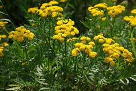 Image result for Tanacetum vulgare