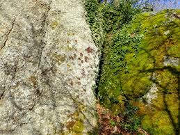 Attēlu rezultāti vaicājumam “Frullania fragilifolia”