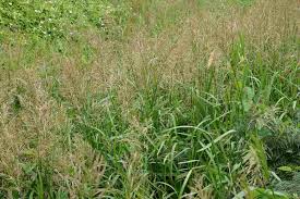 Attēlu rezultāti vaicājumam “Glyceria maxima fruit”