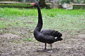 Attēlu rezultāti vaicājumam “Cygnus atratus”