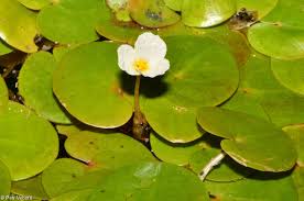 Attēlu rezultāti vaicājumam “Hydrocharis morsus-ranae flower”