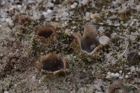 Attēlu rezultāti vaicājumam “Geopora arenicola”