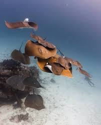 Image result for Megatrygon microps