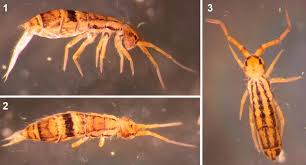 Attēlu rezultāti vaicājumam “Orchesella sp.”