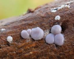 Attēlu rezultāti vaicājumam “Dianema depressum macro”