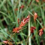 Attēlu rezultāti vaicājumam “Blysmus compressus fruit”