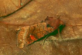 Attēlu rezultāti vaicājumam “Amphipoea”