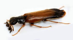 Attēlu rezultāti vaicājumam “Hylecoetus dermestoides”