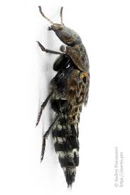 Attēlu rezultāti vaicājumam “Ontholestes murinus”