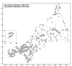 Attēlu rezultāti vaicājumam “Dicranella staphylina”