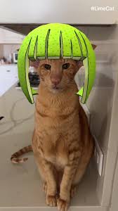 Image result for limecat