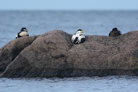 Attēlu rezultāti vaicājumam “Somateria mollissima”