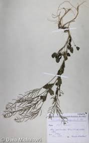 Attēlu rezultāti vaicājumam “Barbarea vulgaris subsp. arcuata fruit”