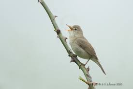 Attēlu rezultāti vaicājumam “Acrocephalus dumetorum”