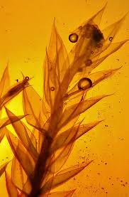 Attēlu rezultāti vaicājumam “Bryum pallens”